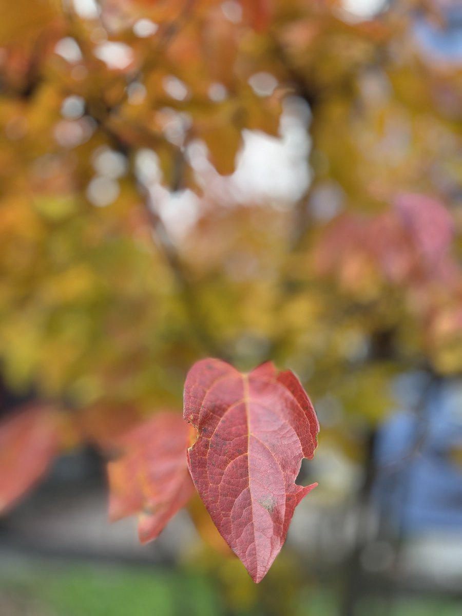 giantrogo's tweet image. 今日は空気が冷たいね、庭も真っ赤。