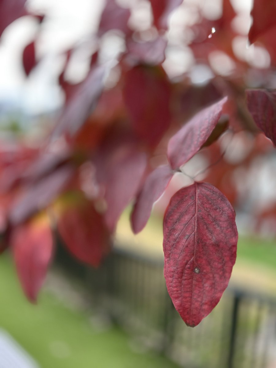 giantrogo's tweet image. 今日は空気が冷たいね、庭も真っ赤。