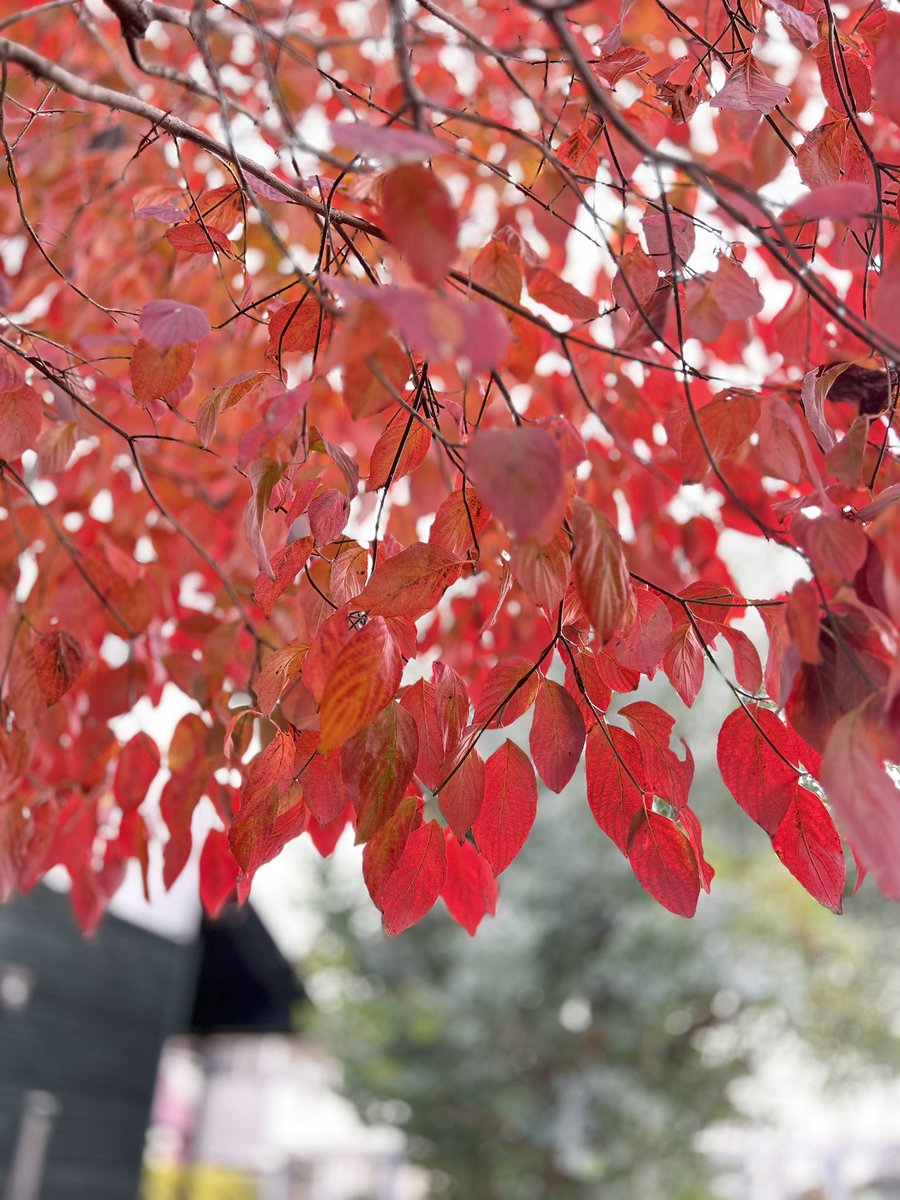 giantrogo's tweet image. 今日は空気が冷たいね、庭も真っ赤。