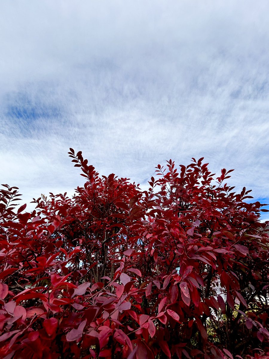 giantrogo's tweet image. 今日は空気が冷たいね、庭も真っ赤。