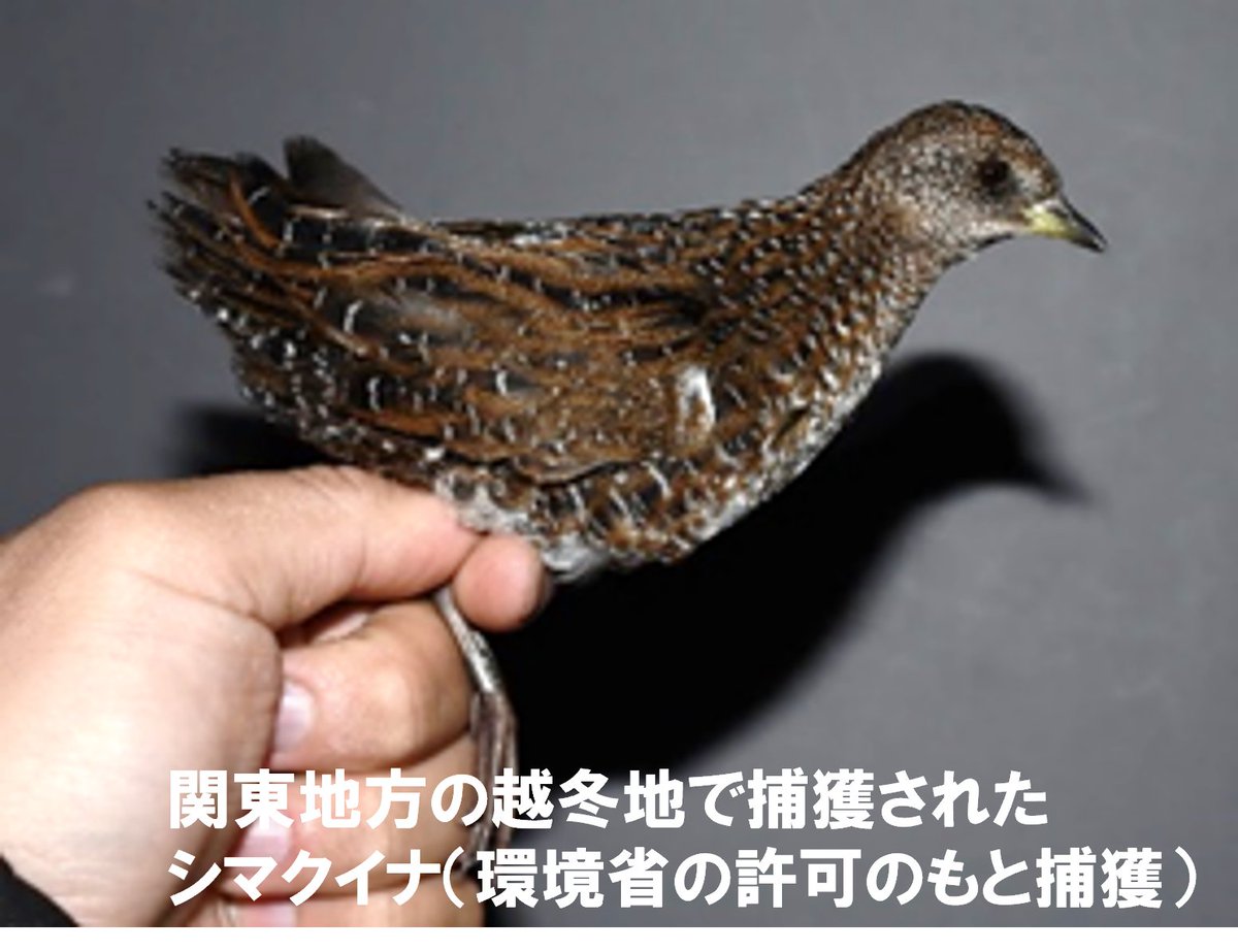 chiba_chuohaku's tweet image. 【研究成果発表】
当館研究員が参加した共同研究グループは、絶滅危惧種の鳥・シマクイナの進化の歴史を解明し、日本列島の集団が大陸の集団の進化に重要な役割を果たしたことを明らかにしました。
日本の自然の持つ価値をあらためて示した成果です。

詳しくはこちら➡pref.chiba.lg.jp/bunshin/press/…