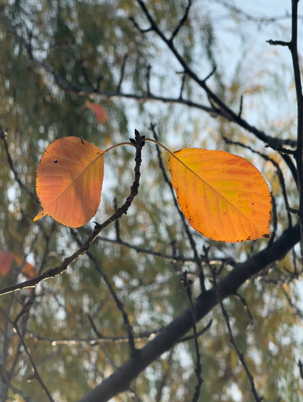 #银川 秋天不回来