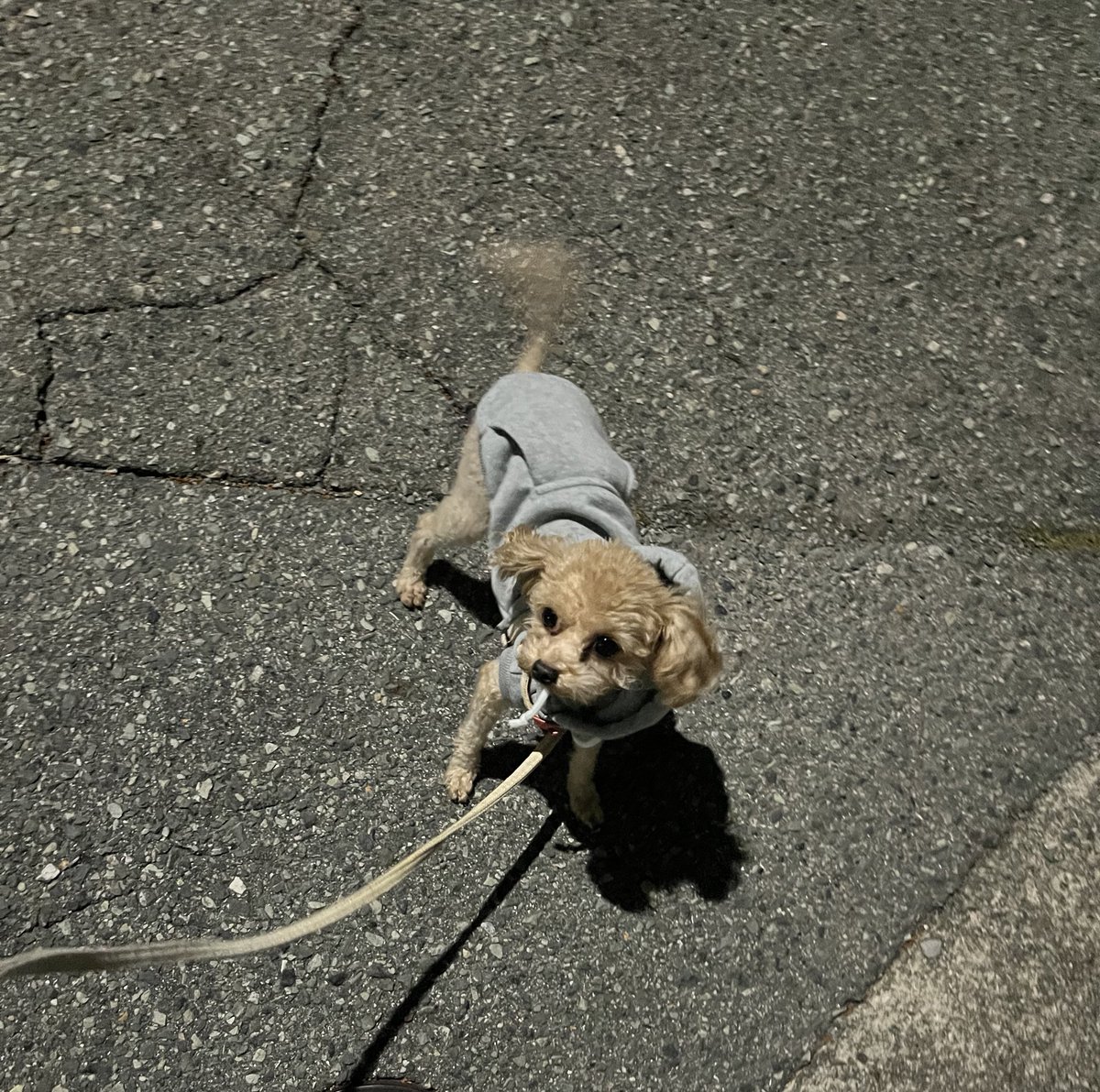 sari_0707's tweet photo. 可愛。

#トイプードル　#ティーカッププードル　#かわいい https://t.co/1oWZKKKKDs