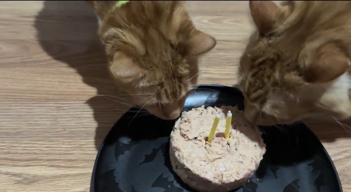 jvampts's tweet photo. it's chuuya and cheese's birthdays https://t.co/b7lohYz8cv
