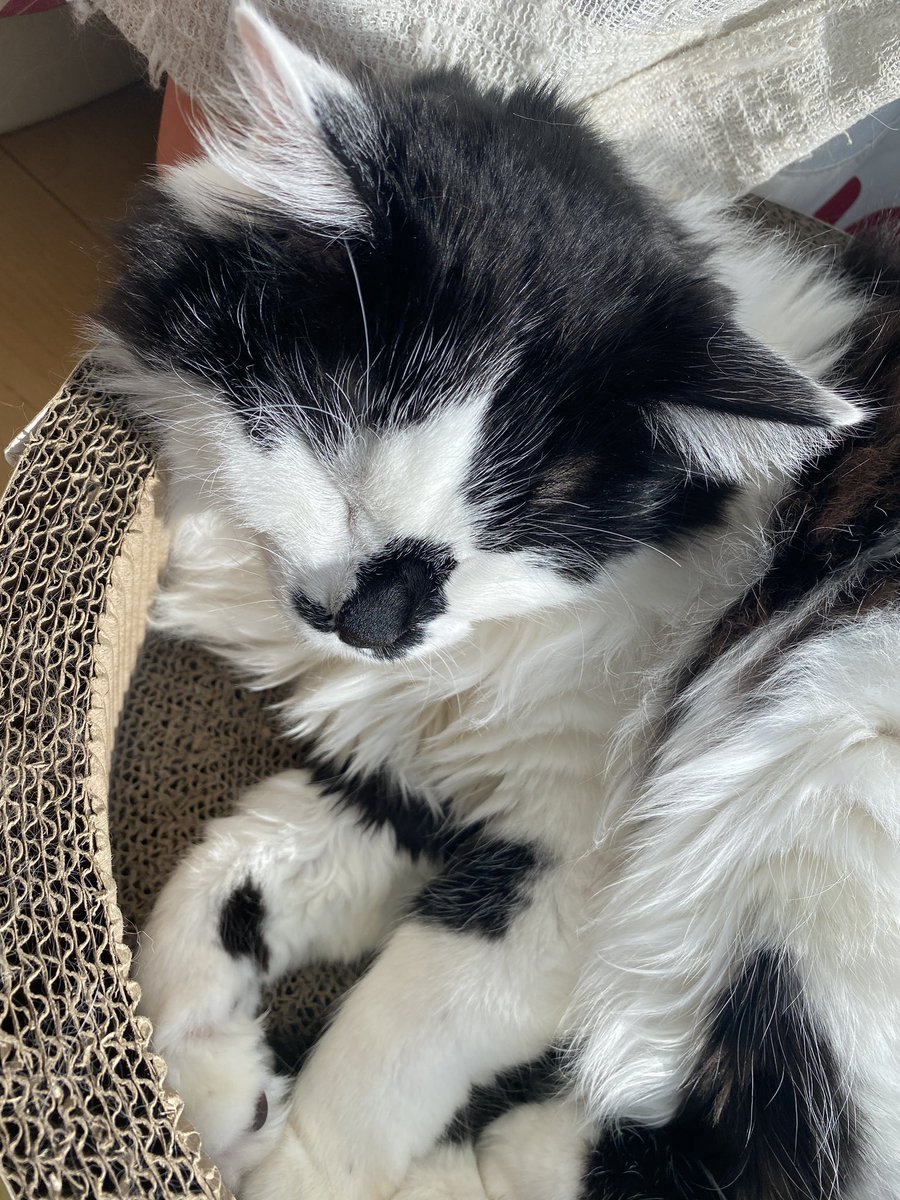 モコ様 Backcountry 30L Motorcycle Duffle Bag | Mosko Moto