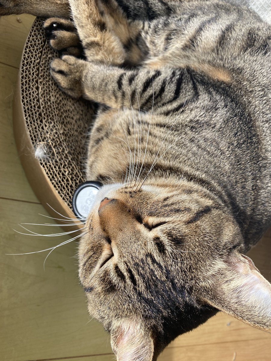 ヒサコ/LMX#42🧸🐈🇸🇪 (@motoneko0514) / Posts / X