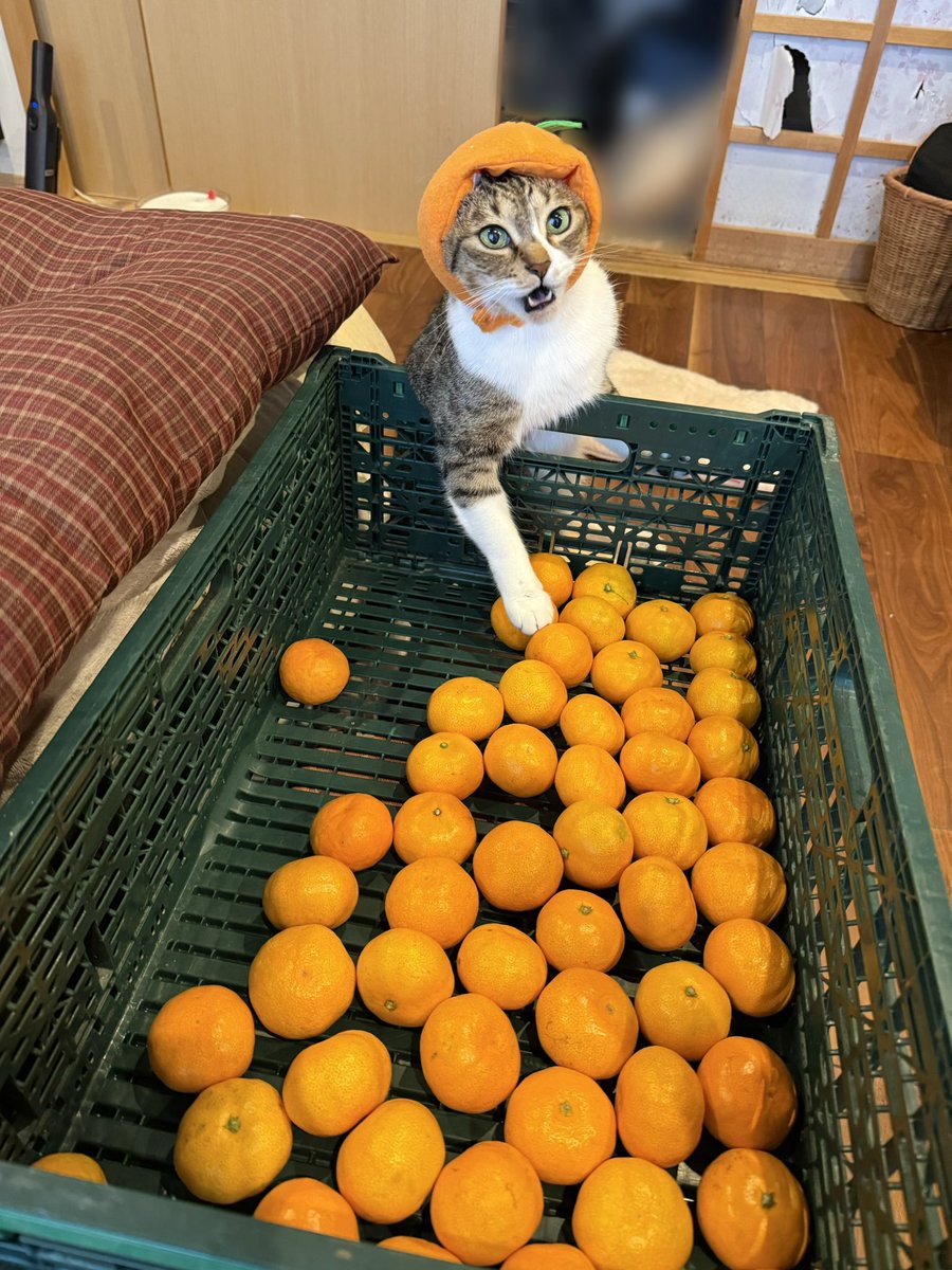 ラミカン「おみかん磨き終わったわよサバ身」