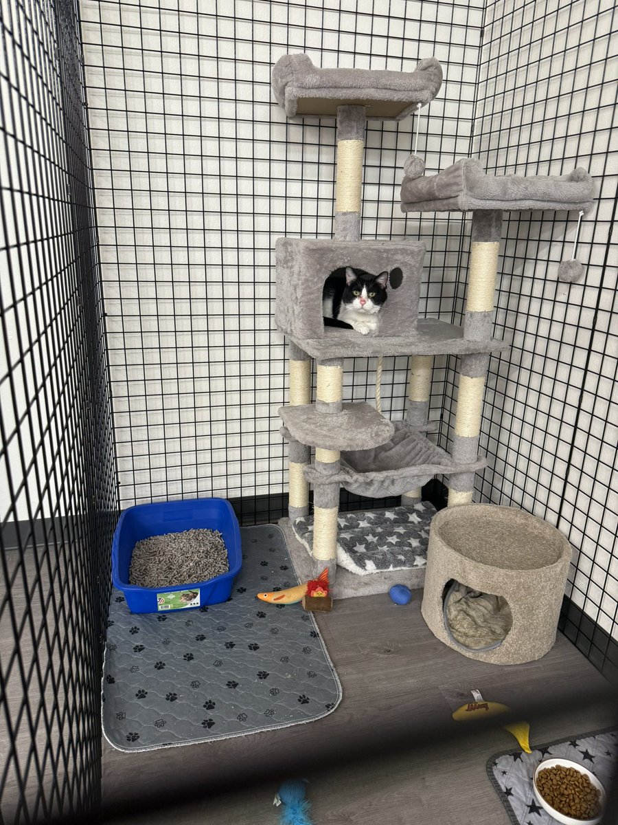 Friends of Bear Cat Rescue tweet media