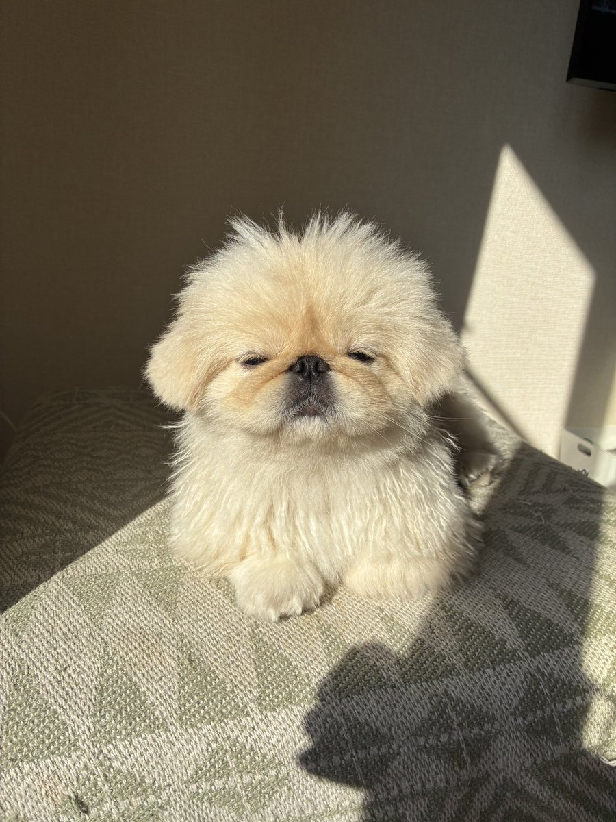 kebabtabeyogabu's tweet image. 犬を洗ったら、今後お風呂はもう結構ですよ…..という顔をしていた