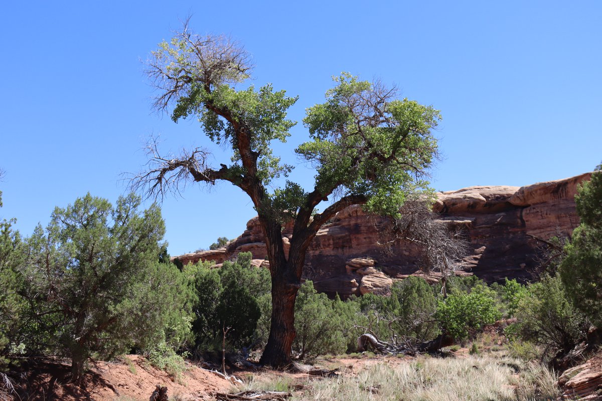 manuelacasasoli's tweet photo. From my hikes...

A wonderful cottonwood tree in the canyon.

Utah - 2024

Have a good day!

#hiking #thicktrunktuesday #nature #trees https://t.co/9yPZVTGrnS