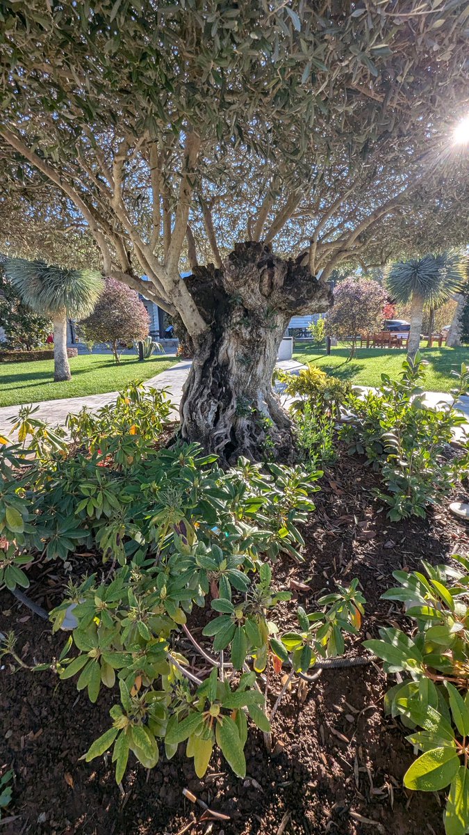Jim73131158's tweet image. Olive tree with a thick trunk and thin limbs

#thicktrunktuesday #TreeClub