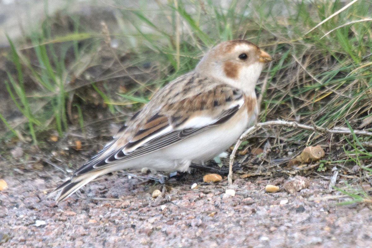 Holland Haven sea wall 17/11/25 A change of wind brought down this fabulous male Snow bunting <a href="/BirdingHaven/">holland haven birding</a> <a href="/EssexBirdNews/">EBwS Bird News</a> #BirdsSeenIn2025 #BirdsofX #birdwatching