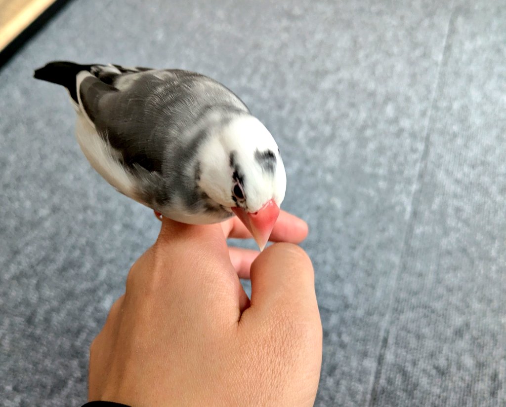 Q41910519's tweet photo. この時期ほんと嫌🥲
今季🥚7個目…
Qちゃんストレス耐性強すぎて何も効果ない🥀もう産まないで〜🥲 https://t.co/TH2XtG8YxU