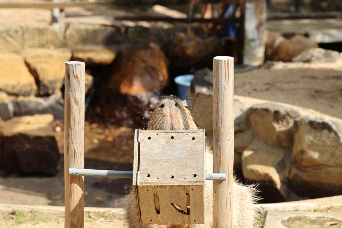 ピコまーちゃん Golden Bomber performs on 