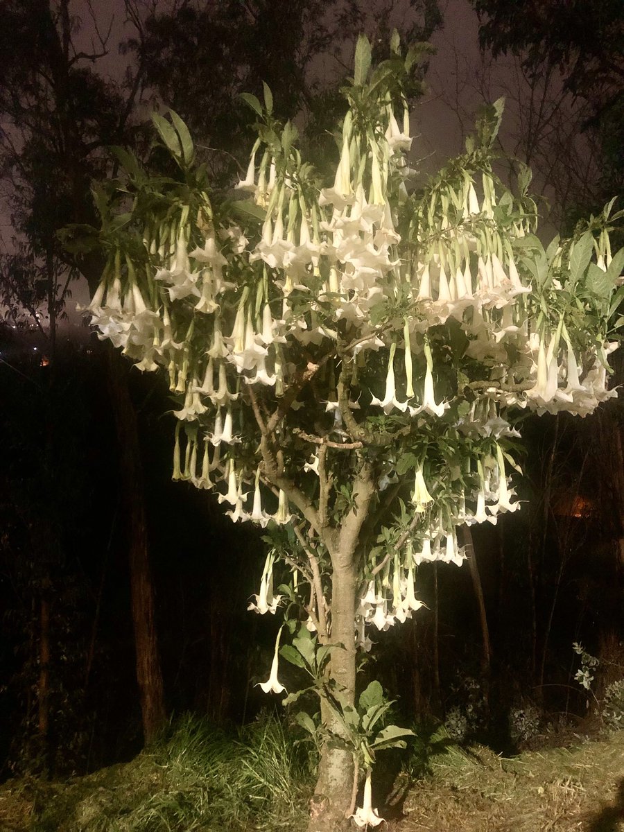 Los floripondios de la González Suárez son una locura