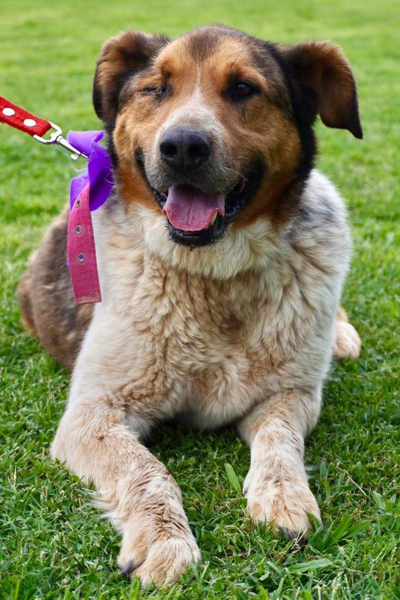 🧡 Adoptá a Martín 🧡
Martín y su compañero Roberto llegaron al refugio, ambos con la tristeza de un ojito menos (Roberto lamentablemente falleció).
Tras una vida difícil, Martín lleva años esperando una familia🥰.

Dale una oportunidad🙏
Escribinos adoptantesdelcampito@gmail.com