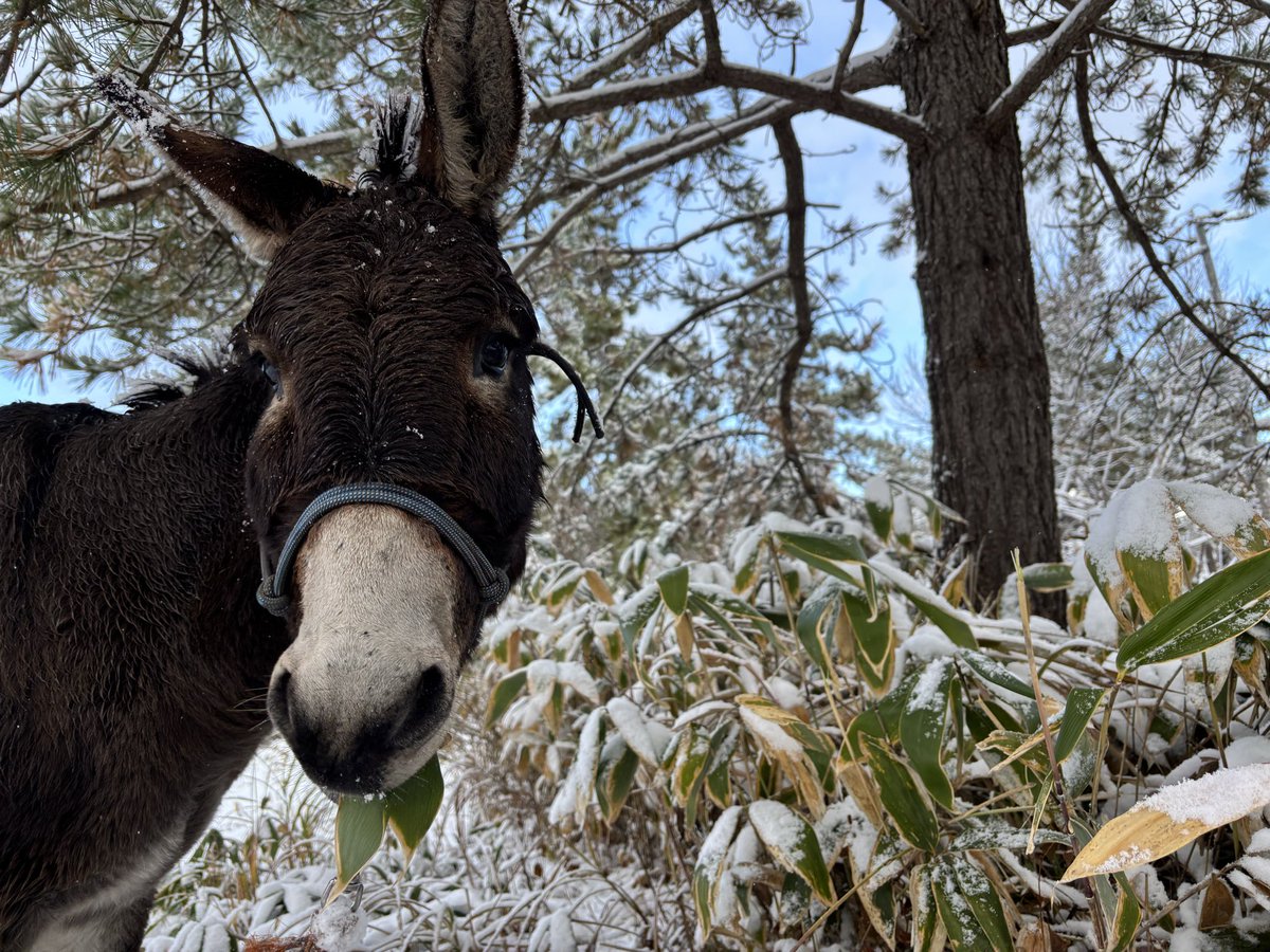 taromar_u's tweet image. こう雪が積もると、笹だけが頼りになる。