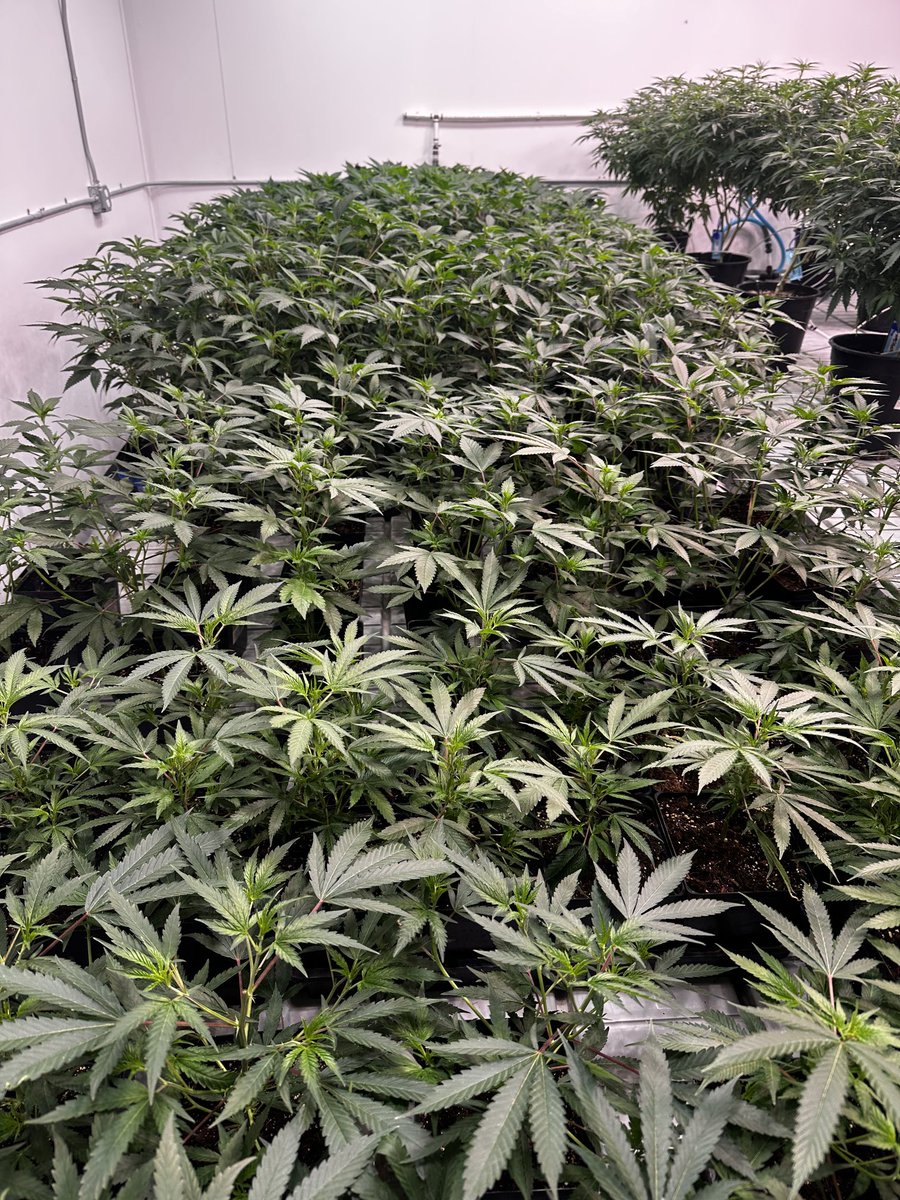 OG x ON Haze ⁦<a href="/ReefermanGenet1/">Monster Breeders Association</a>⁩