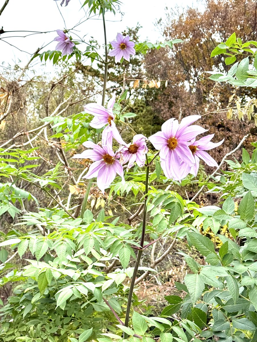 atiillust's tweet photo. 何の花だろう？と思いパシャ📷。
画像検索したらキダチダリア、という花らしい。
（便利な世の中になったものです） https://t.co/CwHOOZQRif