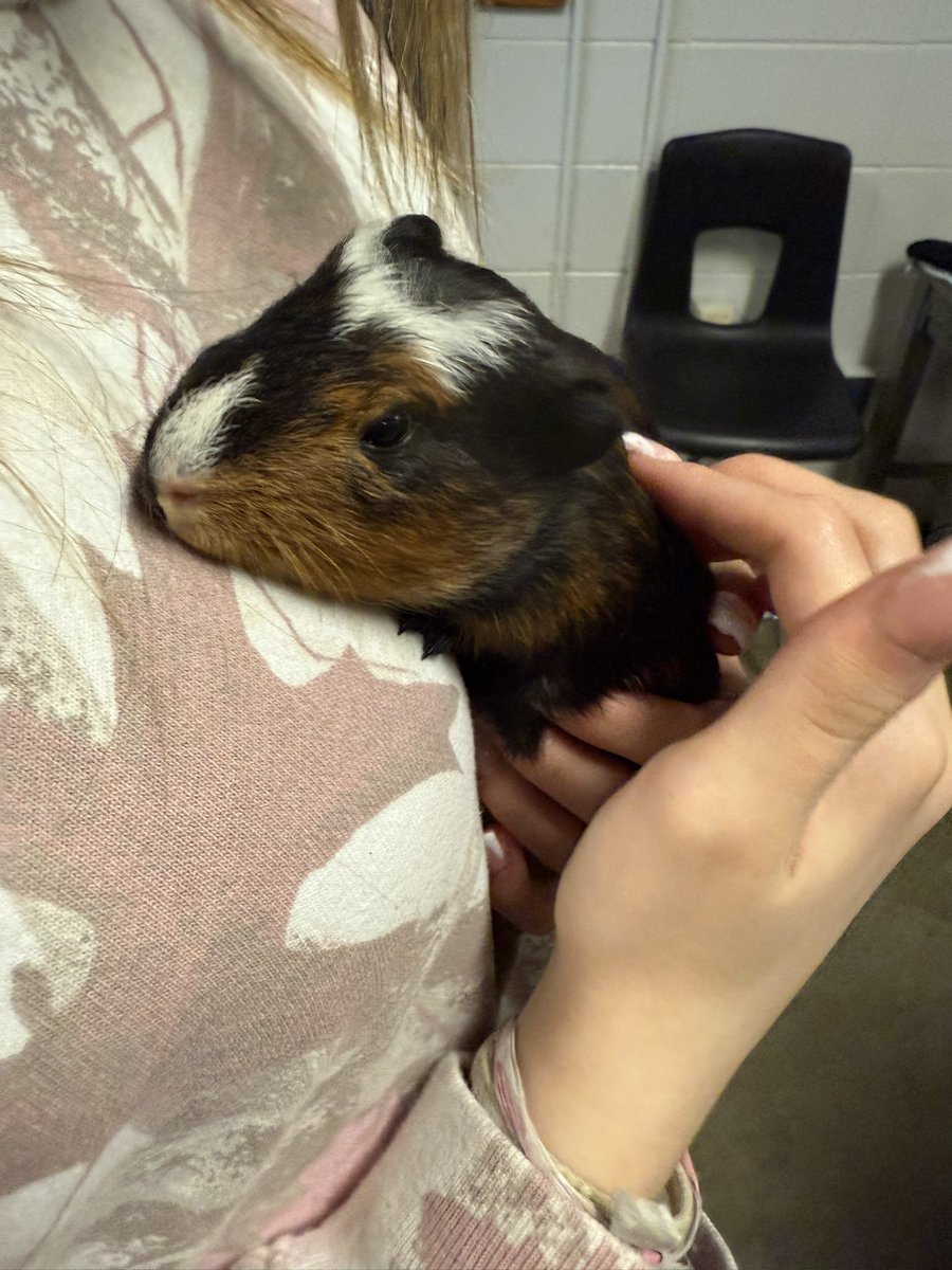 TheMrsJonesAP's tweet photo. Our newest additions to @PRP_Panthers Animal Science class, names TBD via class vote!!! #WeArePRP #TheyAreTOO β€οΈπΎ https://t.co/5hys8nRPIP