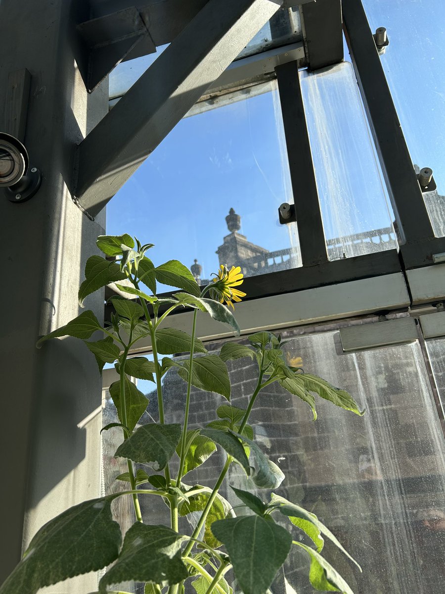 Uno de los logros más importantes de este año. Gigantones en el centro de la CDMX.