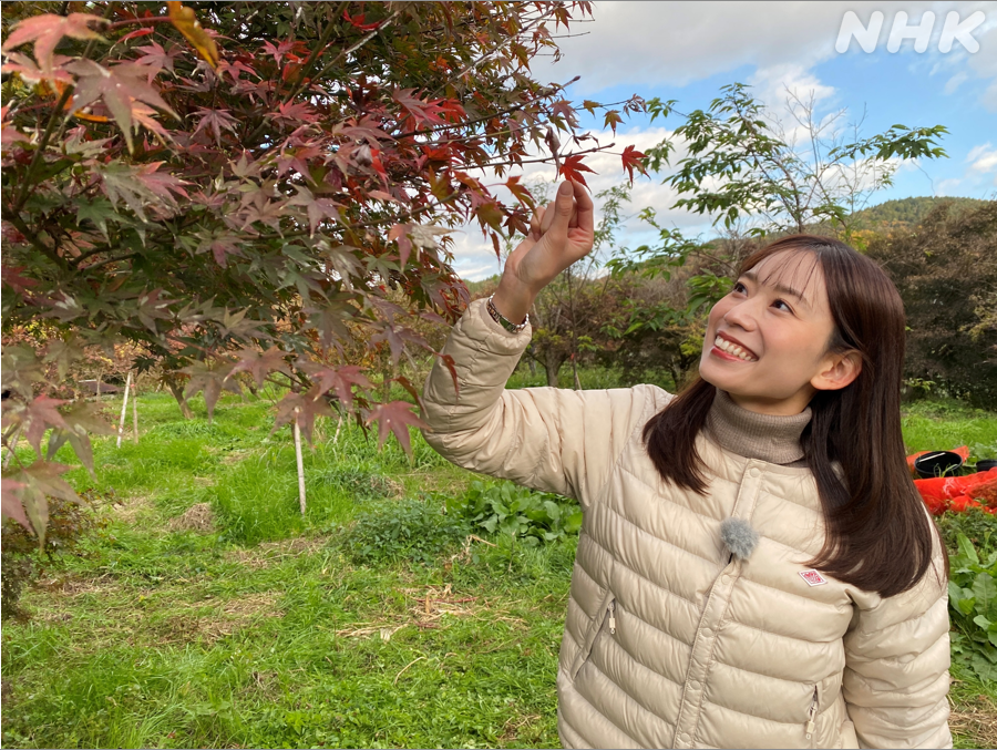 いまが旬！食用もみじ》 名古屋放送局アナウンサーの山田真夕です 岐阜