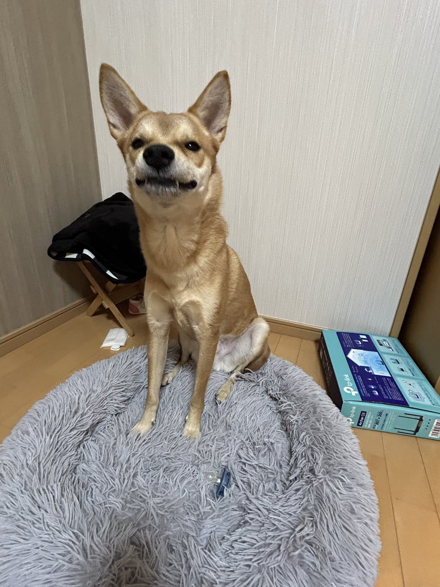 息子のおしゃぶりを盗んだけど俺は悪くないという態度の虎徹。

#保護犬
#雑種犬
#元野犬