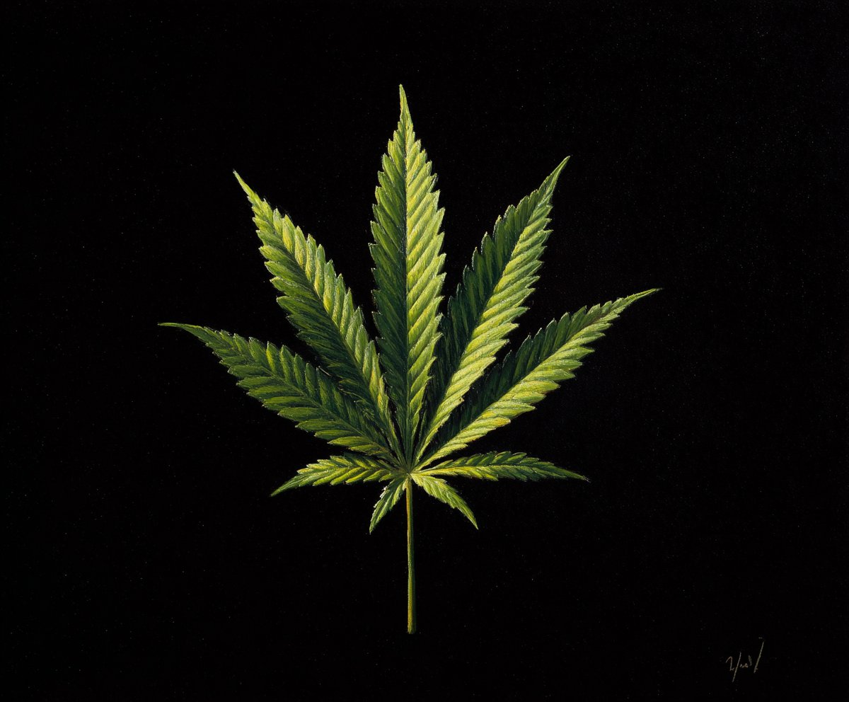 Cannabis 💚 tweet media