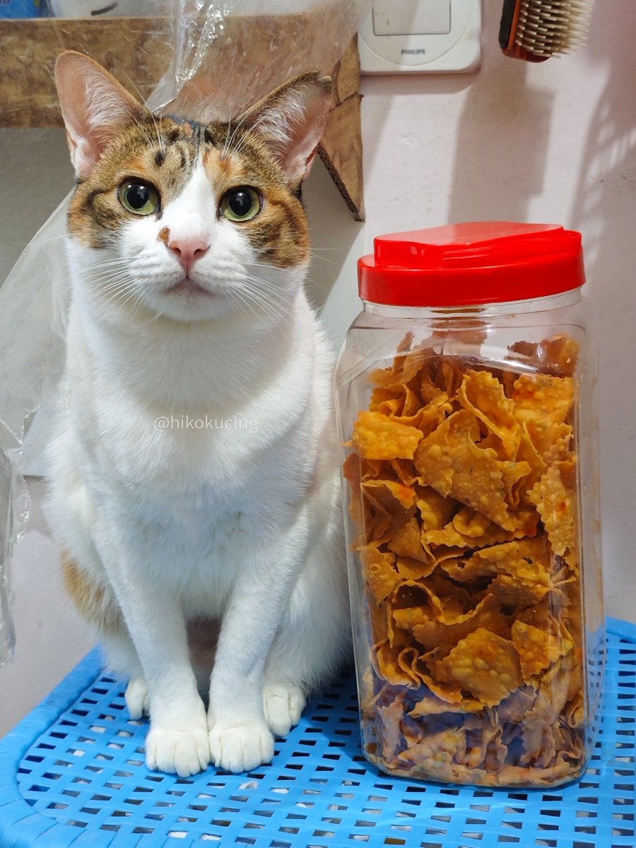 Hiko 🐈 tweet media