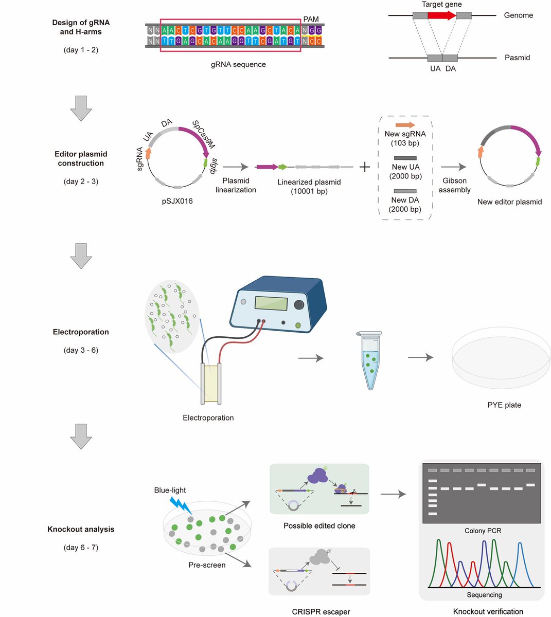 bioprotocolbyte's tweet image. A Practical CRISPR-Based Method for Rapid Genome Editing in Caulobacter crescentus:bio-protocol.org/en/bpdetail?id…

Work by Xuezhou Yuan, Xin Yu, Wei Zhao and Jingxian Sun at Shenzhen Institutes of Advanced Technology.

#LifeSciences #Reproducibility #Microbiology