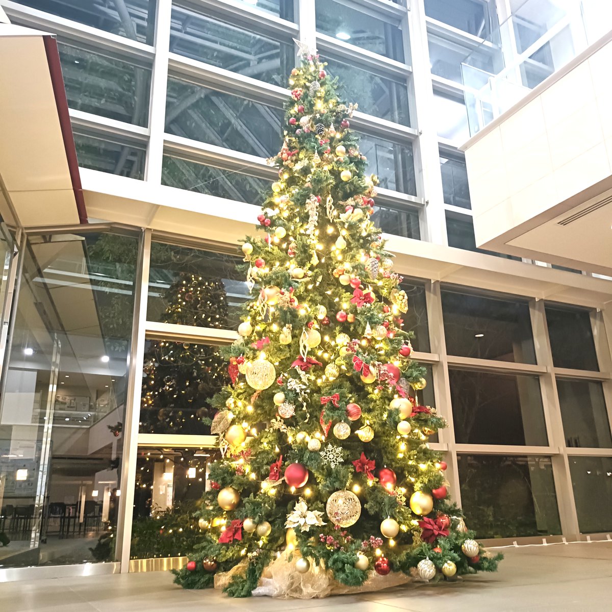 owu_news's tweet image. 今年も多摩キャンパスに圧巻の約5メートル級クリスマスツリー🎄を設置！🎅さらに、各校舎には学友会が心を込めて飾り付けたアットホームなツリーも登場！🥳キャンパス内が一気にクリスマスムードになりました✨#大妻女子大学 #大妻 ＃owu #クリスマスツリー #多摩キャンパス #学友会 #キャンパスライフ