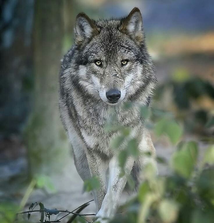 AmUmbria's tweet image. According to USDA’s most recent report: less than 1% of cattle losses in the US are caused by all predators combined, &amp;amp; wolves make up only a tiny fraction of that number. In Oregon, confirmed wolf depredations is 0.03% of the state’s 1.3 million cattle in 2023. Washington’s…