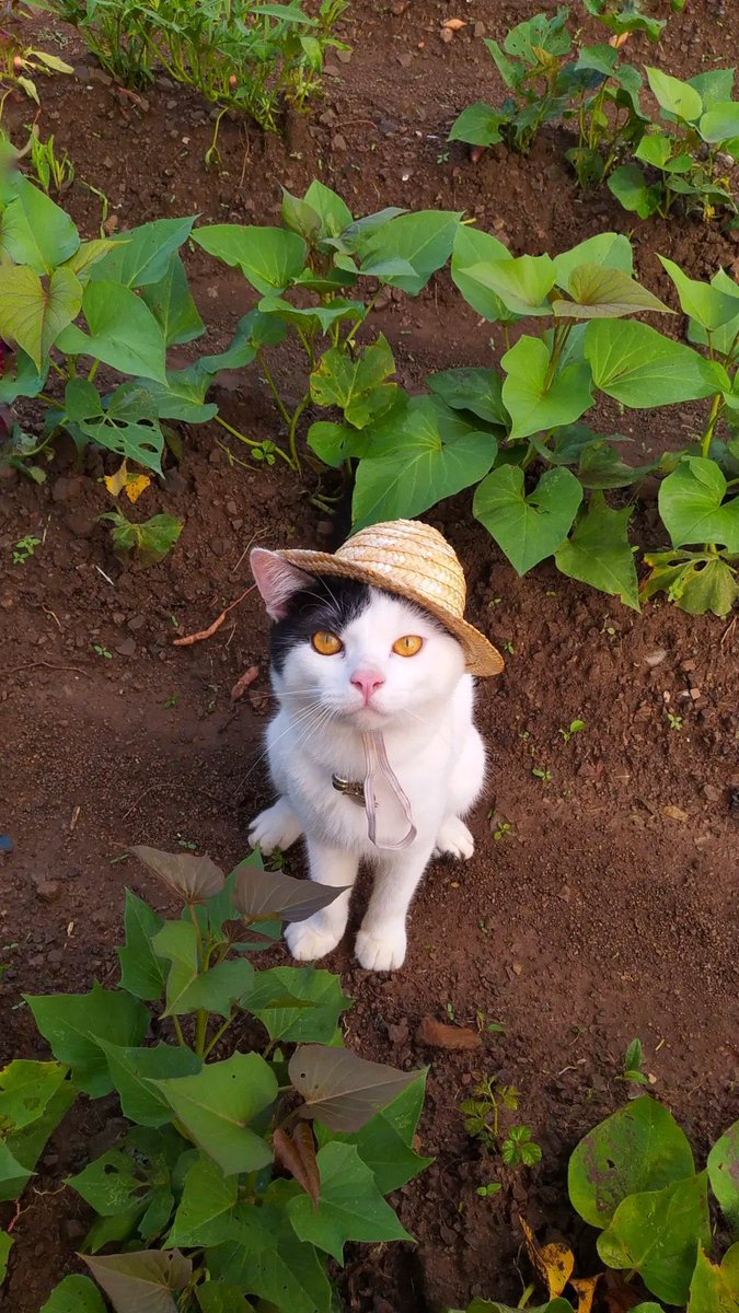 𝙋𝙤𝙣𝙞 😾 tweet media