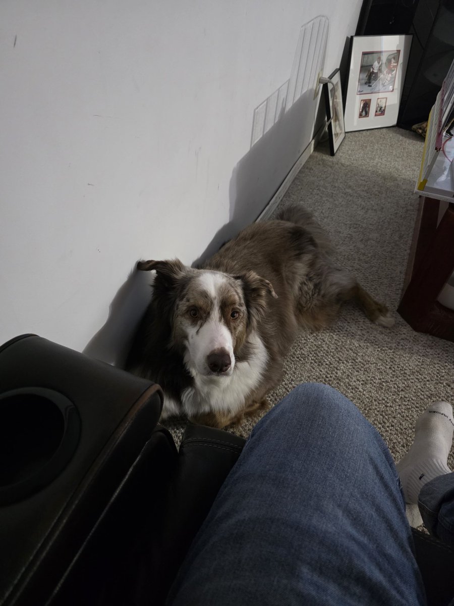 Sholi2000's tweet image. #GoHabsGo Bowie the Aussie Sheperd. Hacjwy cutting into his playtime.