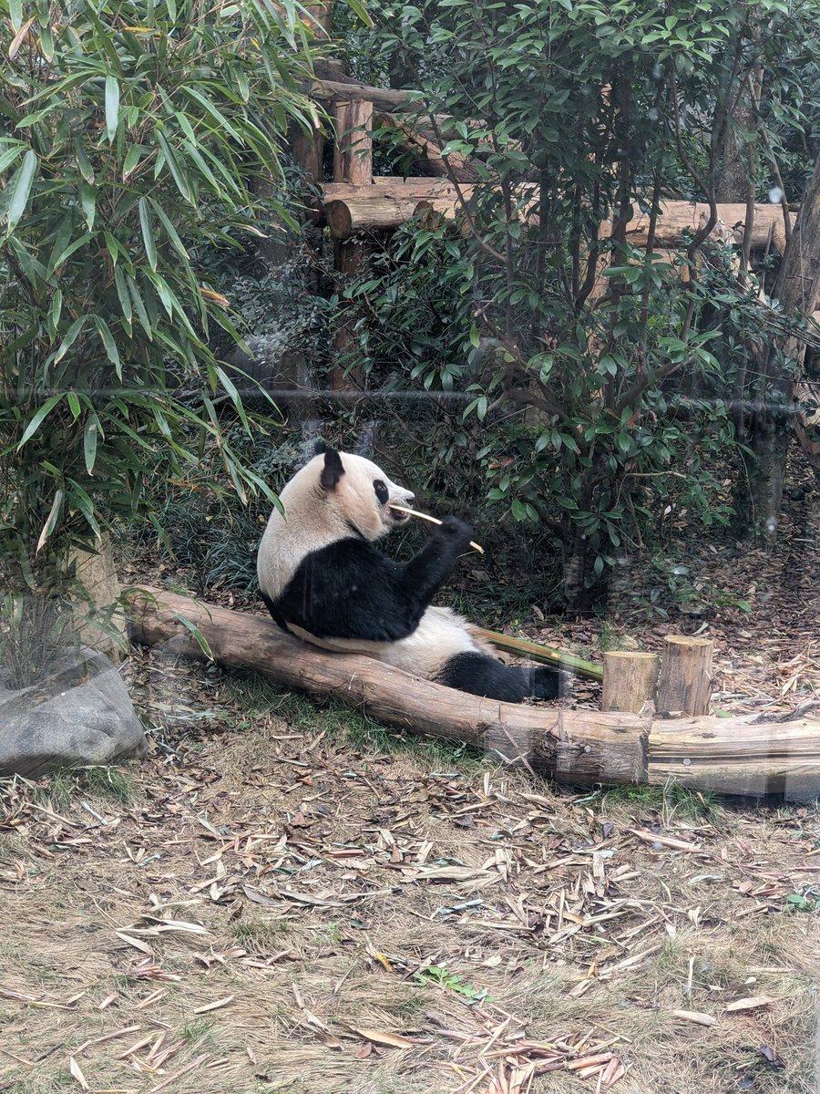 専用　シャンシャン　彩浜　楓浜 Amazon.co.jp限定】浜家の娘たち ～結浜、彩浜、楓浜のとっておき写真