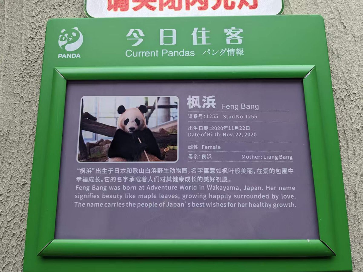 専用　シャンシャン　彩浜　楓浜 Amazon.co.jp限定】浜家の娘たち ～結浜、彩浜、楓浜のとっておき写真