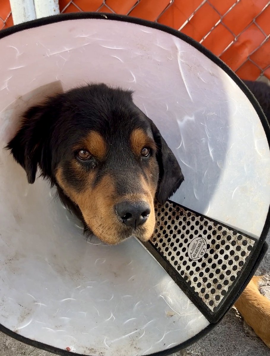 Estos 2 rescates superaron mi presupuesto y ya le debo un cambio a los MVZ. Son perros con heridas infectadas/reventadas en rostro y cuello. No fue barato pero lo hice con todo gusto. Voy a rifar uno de mis cuadros favoritos para salir del bache. 🥹

40 boletos de $90. Juegas?