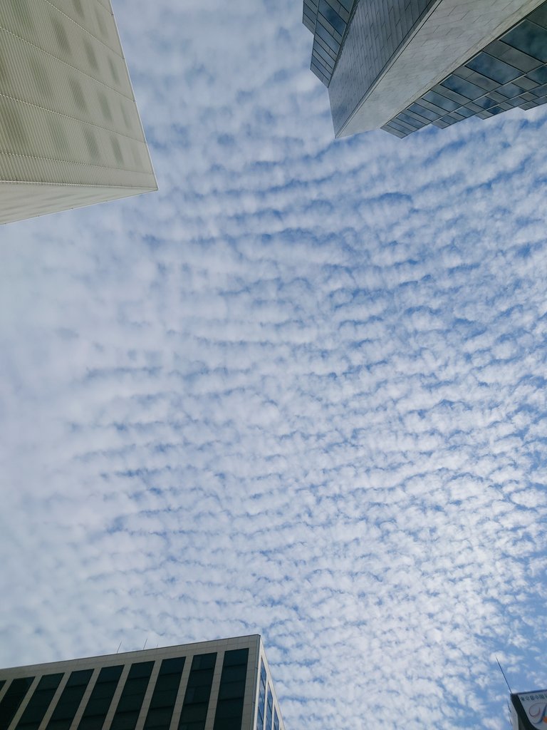 雲雲雲の下 これはうろこ雲…？