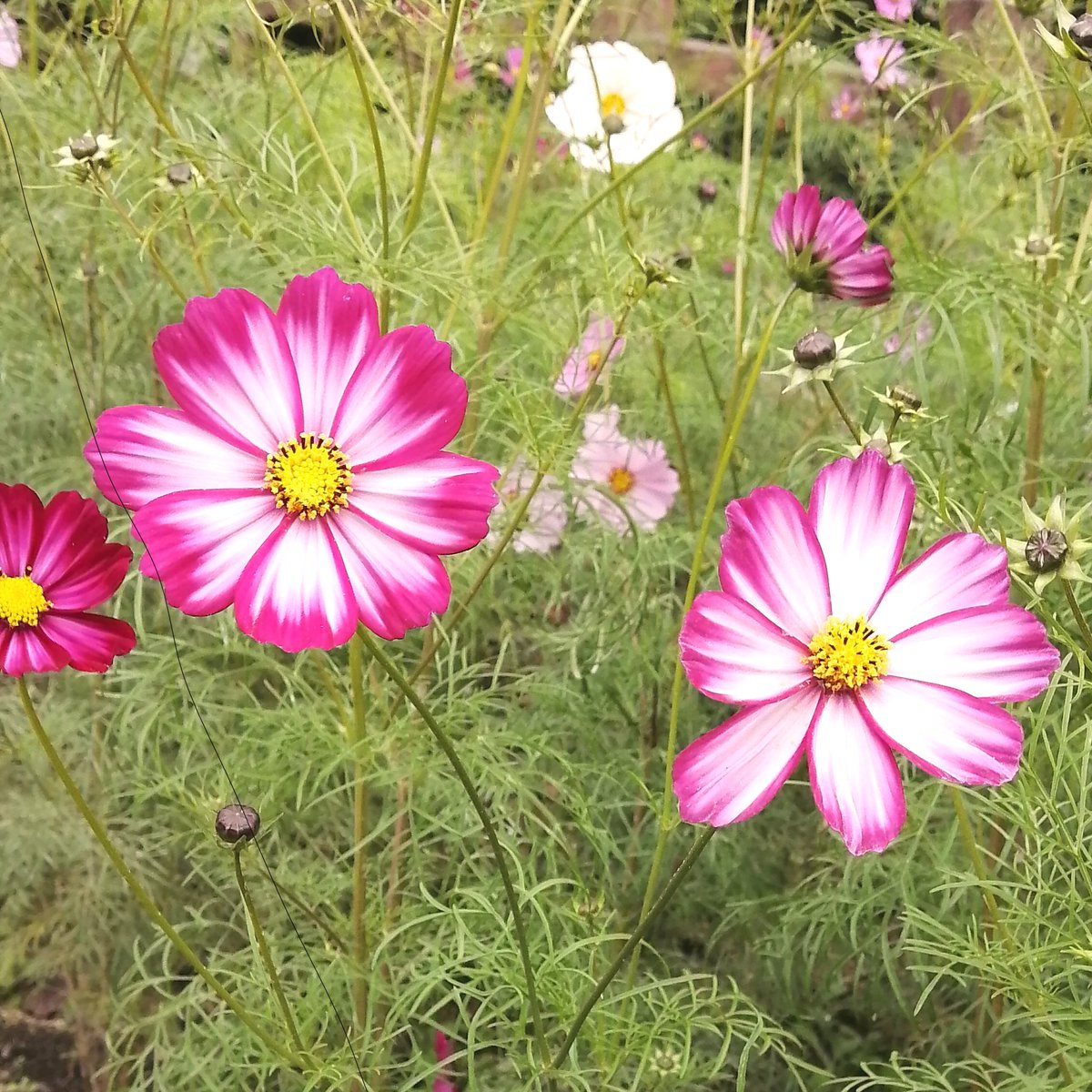 コスモス様 コスモス 美色混合｜種（タネ）,球根,苗,資材,ガーデニンググッズの