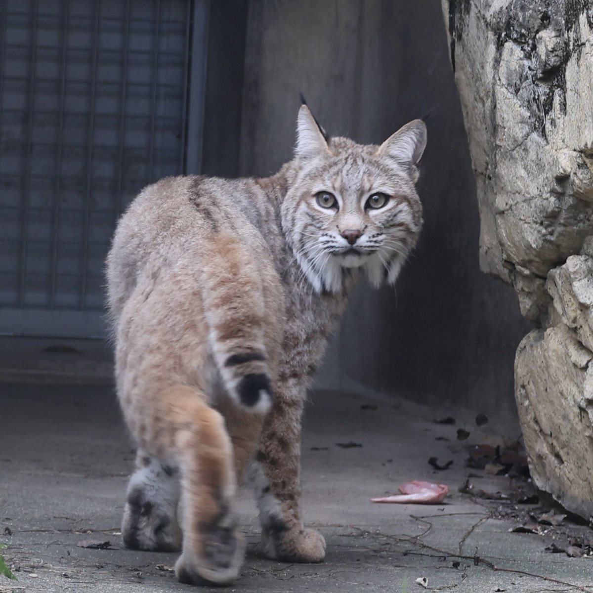 見返りソラちゃんでおそようございます☀️
#王子動物園　#円形猛獣舎　#ボブキャット　#ソラ