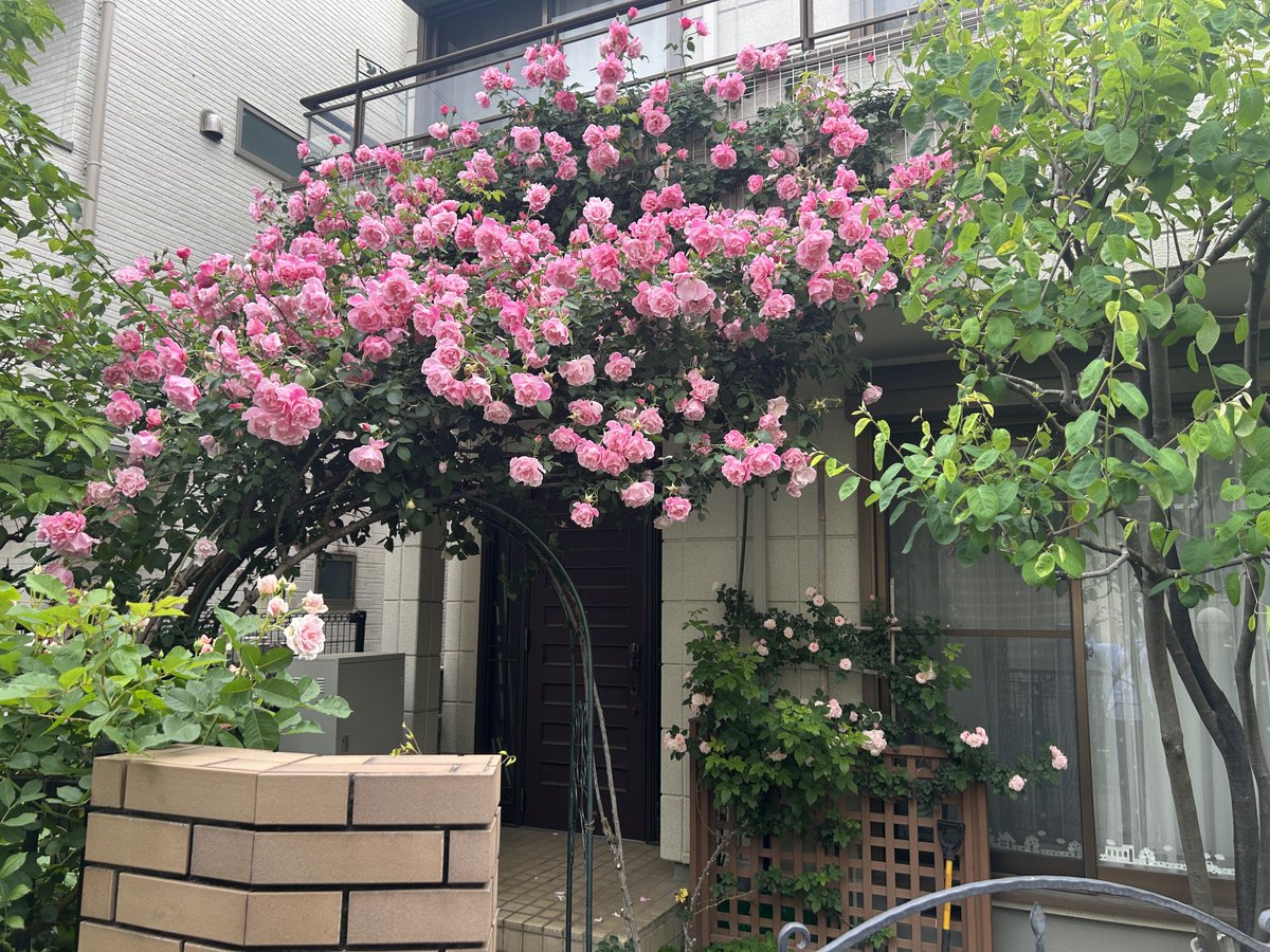 近所に春になると見事な薔薇がたくさん咲くお宅がありました
勝手に「千駄木の薔薇屋敷」と呼んで毎年楽しみにしていたのですが……
先日、散歩で通りかかったら更地になってた
ショックでした
薔薇の手入れが完ぺきだったから
自身の身辺もきちんと整理して老人ホームとかに入ったのだと思いたい…