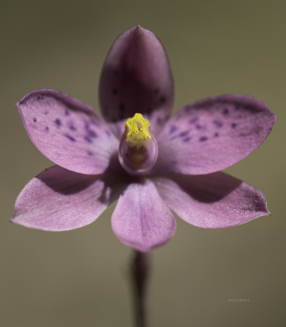 Silver Dory tweet media