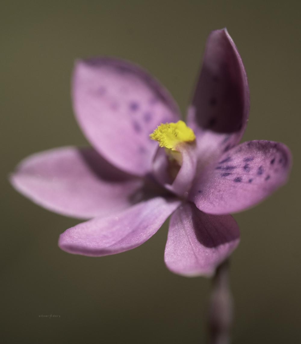 Silver Dory tweet media