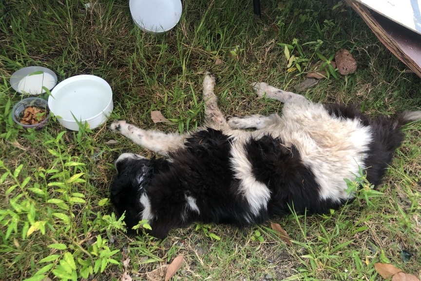 soidogthailand's tweet image. น่าเวทนาจับใจ‼️ พบน้องหมาจรนอนซบพิษบาดแผล ไม่มีเรี่ยวแรงลุกไปไหนได้ หลังจากที่โชคร้ายถูกสุนัขที่ตัวโตกว่ากัดได้รับบาดเจ็บสาหัส มีแผลตามร่างกายหลายจุด ทีมงานซอยด๊อกเร่งเข้าช่วยเหลือ วอนขอน้ำใจช่วยเหลือค่ารักษาและการดูแลแก่สัตว์ยากไร้ที่บาดเจ็บด้วยนะคะ