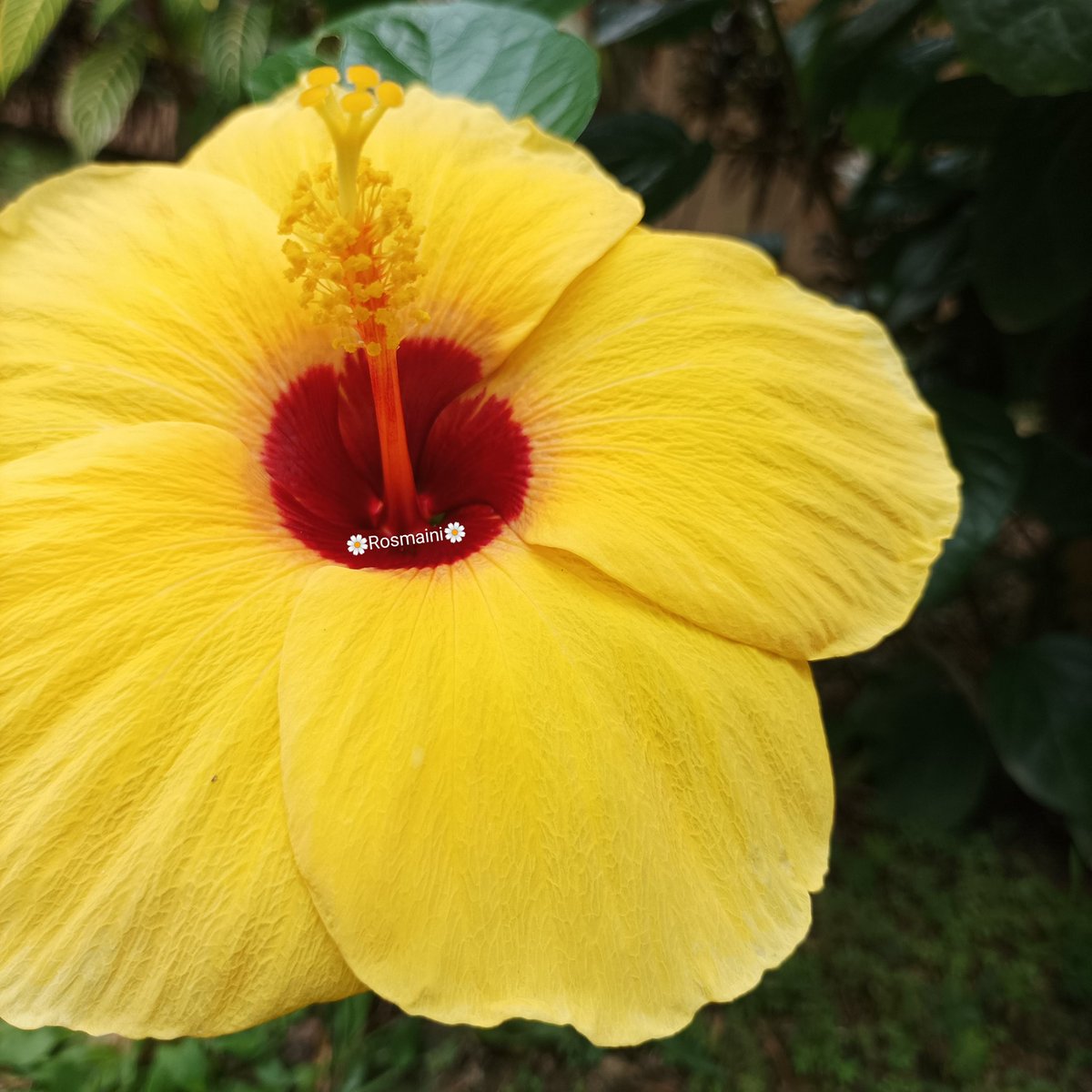 R_o_s_m_a_i_n_i's tweet image. Good morning my love
My morning becomes beautiful
When your sweet smile
Adorns my eyes

✍️📸🌼Rosmaini🌼