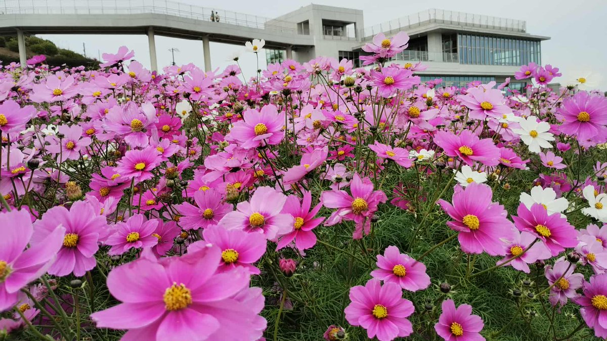 「花のじゅうたん」として人気を集めている「あわじ花さじき」をご案内♪
⇒ ameblo.jp/miyabi-kyoto/e… #アメブロ <a href="/ameba_official/">Ameba Topics</a>より