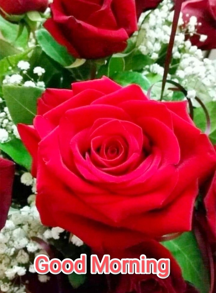 എല്ലാവർക്കും,
ആനന്ദം നിറഞ്ഞ, അഭിലഷണീയമായ ദിനം ആശംസിക്കുന്നു...
💚🌹🌹💚🌹🌹💚🌹🌹💚🌹🌹💚

Wishing you all a Delightful and Desirable day ❤️