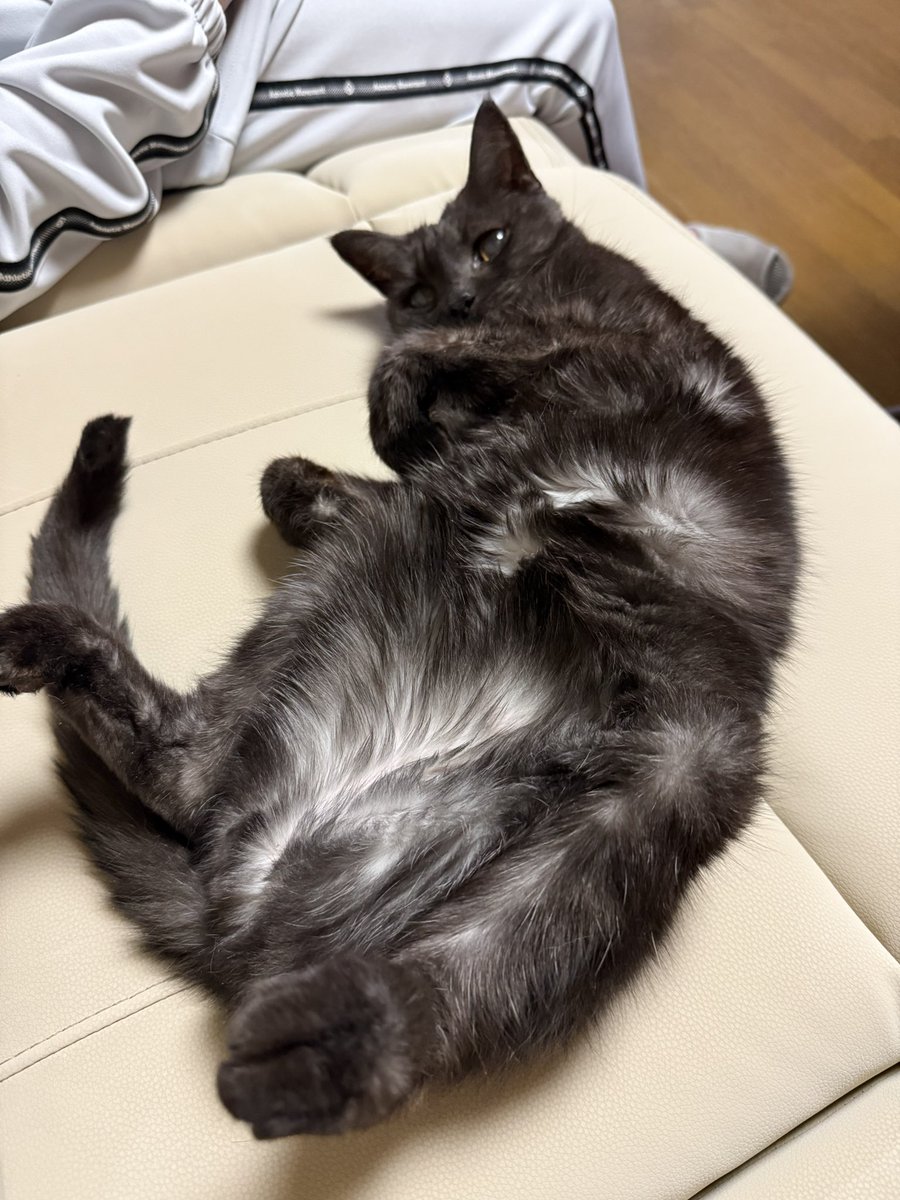 ⭐︎ゆう⭐︎ 俺の名前は ゆうちゃん♂🐈‍⬛