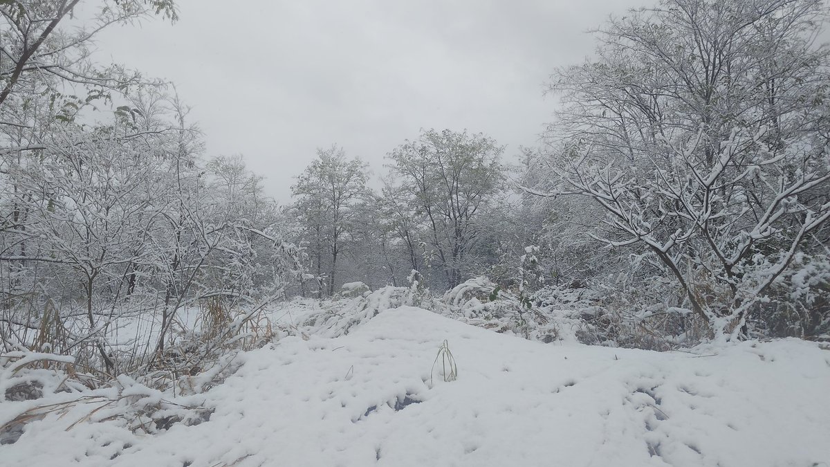 akb_02_15401's tweet photo. 雪じゃ https://t.co/IGIRHDgx4g