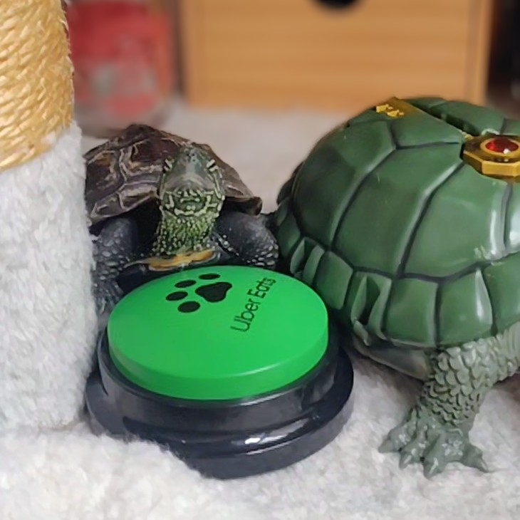 アメチカンのもな@福岡の猫 (@Mh0MLiErcV8E97C) / Posts / X